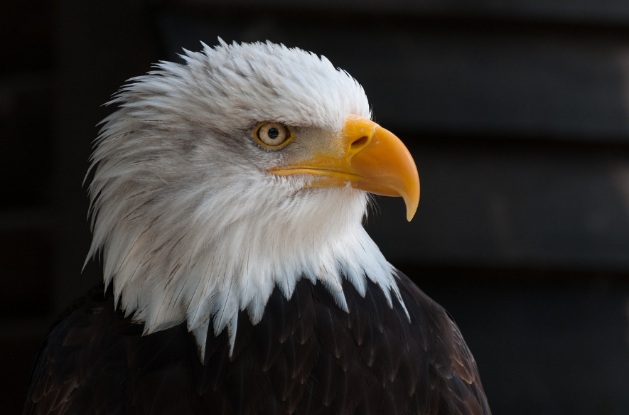  "Eagle"image