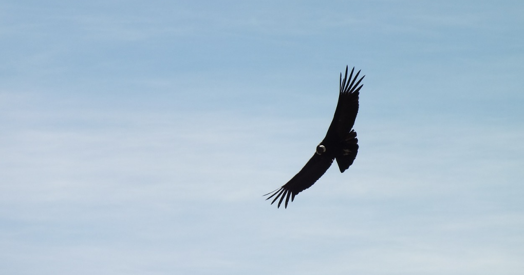 Condor Image