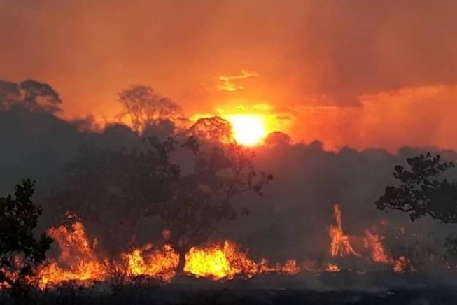 브라질 산불 로하의 이미지 